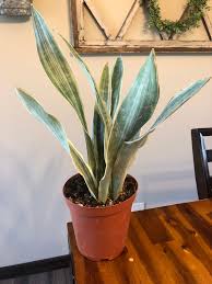 Image result for Sansevieria metallica