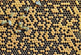 Check spelling or type a new query. Diploid Drones Are A Result Of Inbreeding Honey Bee Suite