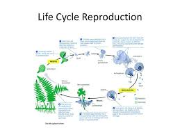 Vascular plants tend to be larger and more complex than bryophytes, and have a life cycle where the sporophyte is more prominent than the gametophyte. Ppt Seedless Vascular Plants Powerpoint Presentation Free Download Id 1995198