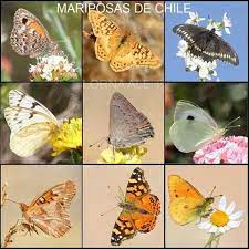 Mariposas Chilenas Fauna Chilena Aves De Chile Chilena