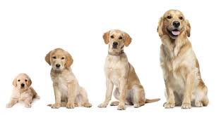 Large Scale Cancer Study Of Golden Retrievers Holds Hope For