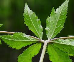 Image result for Sanicula elata