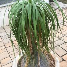 But this is not the end. Beaucarnea Recurvata Ponytail Palm Green Cover Initiative