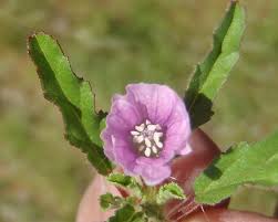 Image result for Monsonia angustifolia