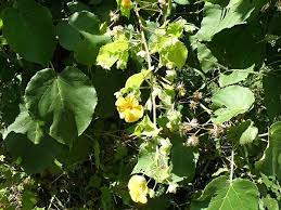 Image result for Abutilon mauritianum