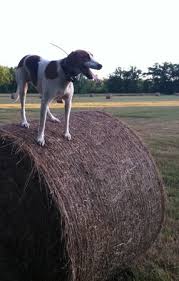 We did not find results for: Long Ears Blog Coonhound Foxhound Companions