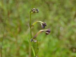 Image result for Schwenckia