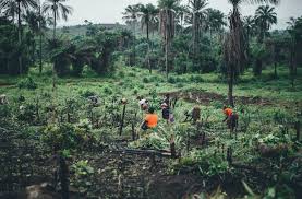 Image result for Gnetum africanum