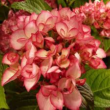 Hortensia Hydrangea Macrophylla Salsa Hortensia Hydrangea Jardin D Hortensia Fleur Hortensia