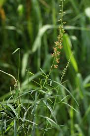Image result for Crotalaria lanceolata