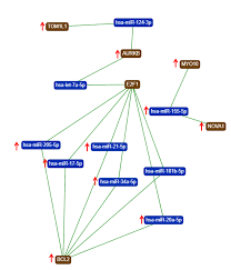 Saarland university is a modern research university located in saarbrücken, the capital of the german state of saarland. Ijms Free Full Text Identification Of Core Genes Involved In The Progression Of Cervical Cancer Using An Integrative Mrna Analysis Html
