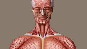 Superficial and deep anterior muscles of upper body superficial and deep posterior muscles of upper body. Human Muscle System Functions Diagram Facts Britannica