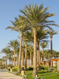 Die dattelpalme (phoenix) lässt ihren garten in eine zauberhafte palmenoase verwandeln. Phoenix Dactylifera Bis 8 Bis 10 C Palmen Schartners Webseite