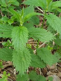 Nov 21, 2018 · stinging nettle (urtica dioica) has been a staple in herbal medicine since ancient times, such as to treat arthritis and back pain. Watching Out For Poison Ivy And Stinging Nettle Wluk