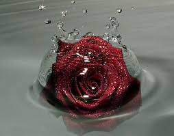 Water Rose Desktop Nexus Wallpapers Beautiful Red Roses Blue Roses Wallpaper Rose Wallpaper