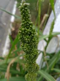 Image result for Echinochloa frumentacea
