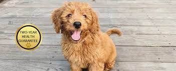More images for mini goldendoodle puppies colorado » Mini Goldendoodles And Mini Bernedoodles In Utah By Timber Creek Doodles