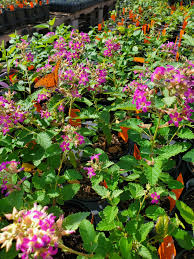 Image result for Melochia melissifolia