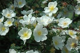 Image result for Stolzia kalkhof-roseae