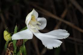 Image result for Habenaria cirrhata
