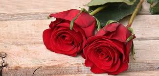 Amazing Whatsapp Profile Pics Free Download Facebook Cover Images Facebook Cover Rose
