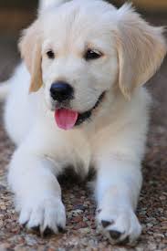 These loyal, sociable dogs are excellent with children and families and excel at obedience training and therapy work. Luna Golden Retriever Puppy Retriever Puppy Golden Retriever Puppy Retriever