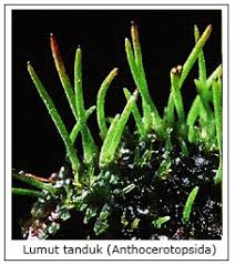 Plantae I