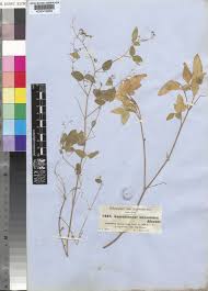 Image result for Desmodium ospriostreblum