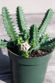 Image result for Huernia