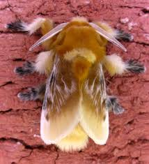 We did not find results for: Crinkled Flannel Moths Media Encyclopedia Of Life