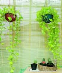 Pot gantung merupakan pot tanaman dengan ukuran yang mini dan memiliki tali yang berfungsi untuk menggantung pot dimanapun yang anda inginkan. Es Batu Solusi Menyiram Tanaman Di Pot Gantung Tribunnews Com Mobile