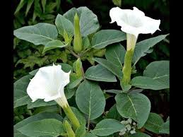 Datura Metel Tamil Youtube
