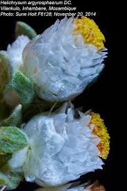 Image result for Helichrysum argyrosphaerum
