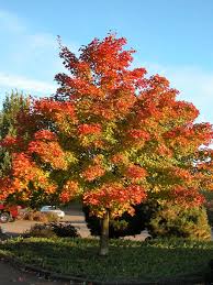 Flowering trees transform your garden with mature trees providing beauty and grandeur, while small flowering trees sparkle with life and promise. Shade And Flowering Trees For Sale In Boise