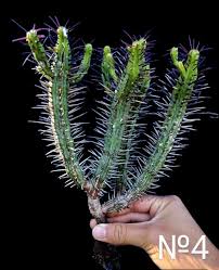 Image result for Euphorbia espinosa