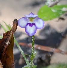 Image result for Linderniaceae