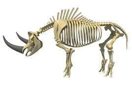 Rhino Rhinoceros Skeleton In 2020 Animal Skeletons Animals Rhinoceros