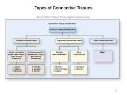 Activity 2 Histology And Integument