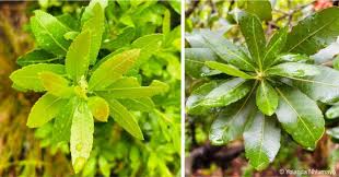 Image result for Myrica pilulifera