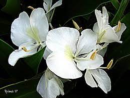 Butterfly Lily Hedychium Coronarium White Flowering Plants Flower Beauty Plant Leaves