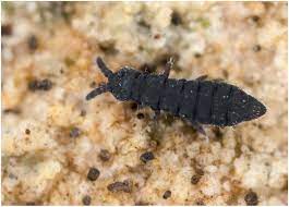 Check spelling or type a new query. Catalogue Des Collemboles De France