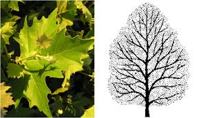 Maybe you would like to learn more about one of these? Best Trees For Denver