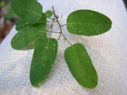 Image result for Desmodium psilocarpum