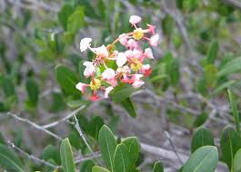 We did not find results for: Best Plants For The Florida Keys