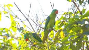 Ms oh's boyfriend long, who drove a white bmw, was believed to be speeding before the car crashed into a shophouse at 37 tanjong pagar road and caught fire at about 5.40am. Petition The Mayor Of Kota Kinabalu Stop The Development Of Tanjung Aru Beach And Save The Blue Naped Parrot Change Org