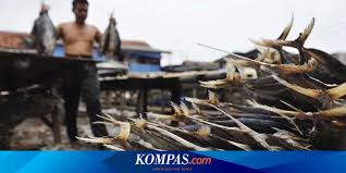 Untuk mendukung seluruh kebijakan pemerintah dalam hal ini kementrian kelautan dan perikanan maka setiap program program harus bisa mengena dan sampai kepada stakeholder dalam hal ini. Jumlah Penyuluh Perikanan Masih Kurang