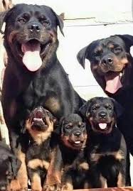 Find Out More On The Rottweiler Dogs Exercise Needs Rottweilerpuppy Rottweilerlover Rottweilerfunny Dog Breeds Dogs Rottweiler Dog