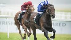 Image result for Kevin Blake is he bloodhorse literate?