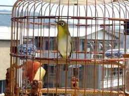 Manfaat Dan Fungsi Air Gula Untuk Pleci Biar Cepat Gacor Minyak Ikan Burung Jalak