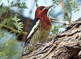 Birds Blooms Magazine Telephone Number Red Breasted Sapsucker Bird Big Bird Bird Houses